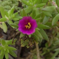 Portulaca pilosa L.